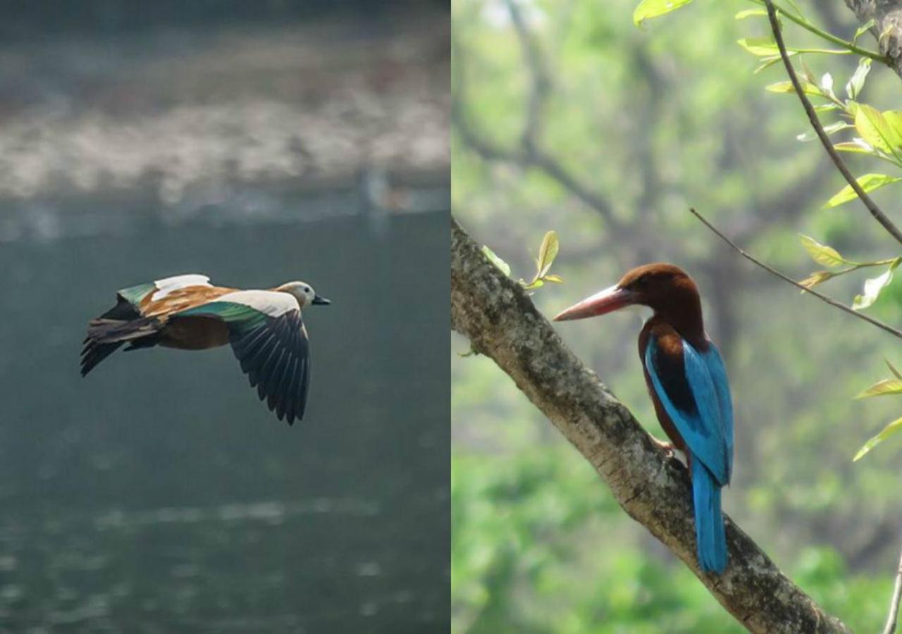 Shanta Ghar A Rustic Guesthouse Chitwan Bagian luar foto